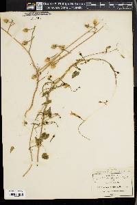 Ipomoea cardiophylla image