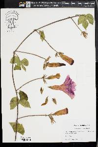 Ipomoea hederacea image