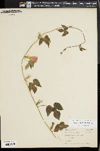 Ipomoea hederacea image