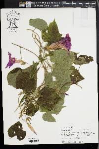 Ipomoea indica image