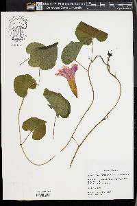 Ipomoea indica image