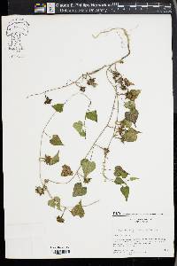 Ipomoea lacunosa image