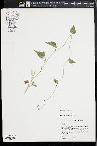 Ipomoea lacunosa image