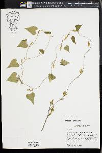 Ipomoea lacunosa image