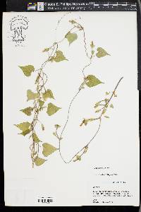 Ipomoea lacunosa image