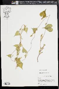 Ipomoea lacunosa image