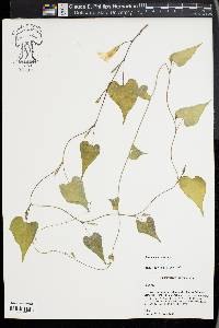 Ipomoea lacunosa image