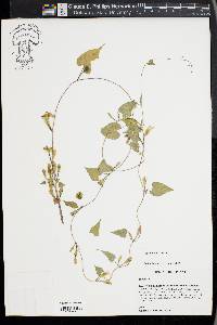 Ipomoea lacunosa image