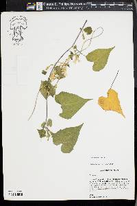 Ipomoea lacunosa image