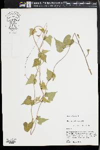 Ipomoea lacunosa image