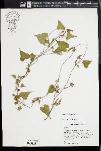 Ipomoea lacunosa image