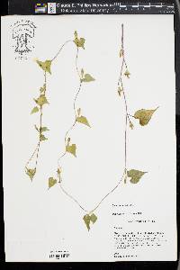 Ipomoea lacunosa image