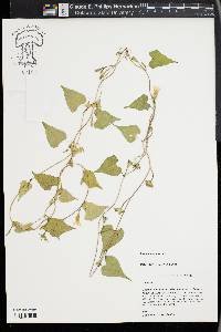 Ipomoea lacunosa image