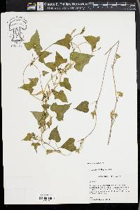 Ipomoea lacunosa image