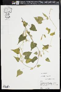 Ipomoea lacunosa image