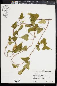 Ipomoea pandurata image