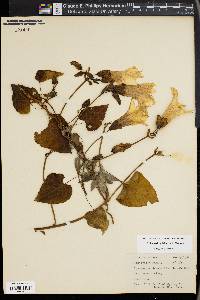 Ipomoea pandurata image