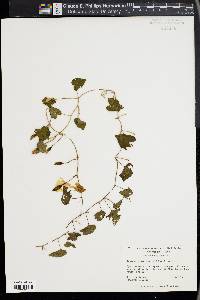 Ipomoea pandurata image