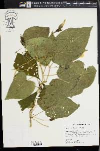 Ipomoea pandurata image
