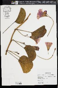 Ipomoea pes-caprae image