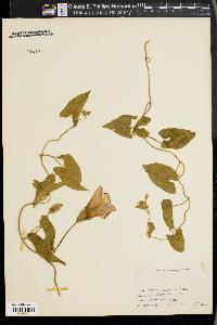 Ipomoea purpurea image