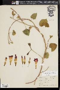 Ipomoea purpurea image