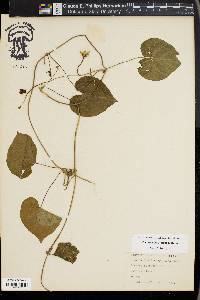 Ipomoea purpurea image