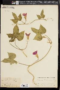 Ipomoea purpurea image