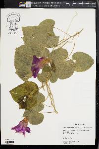 Ipomoea purpurea image