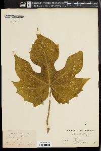 Ipomoea setosa image