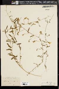 Stylisma humistrata image