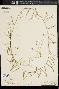 Stylisma humistrata image