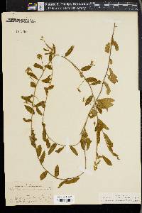 Stylisma humistrata image