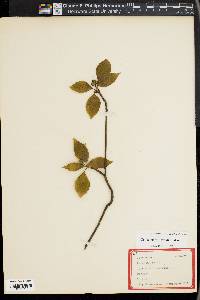 Cornus alternifolia image