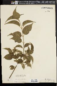 Cornus asperifolia image