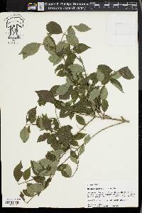 Cornus asperifolia image