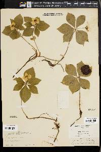 Cornus canadensis image