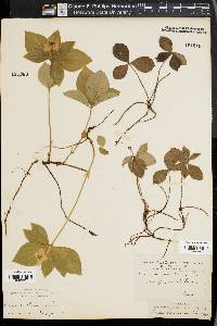 Cornus canadensis image