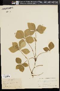 Cornus canadensis image