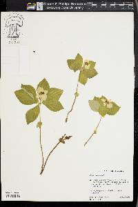 Cornus canadensis image