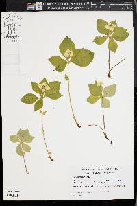 Cornus canadensis image