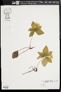 Cornus canadensis image