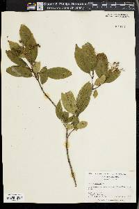 Cornus foemina image