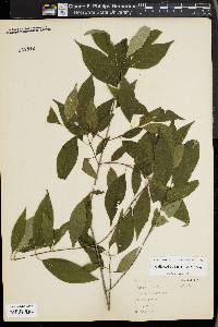 Cornus foemina image