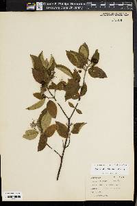 Cornus obliqua image