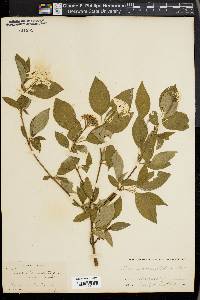 Cornus racemosa image