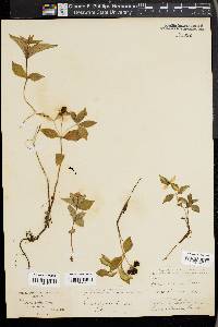 Cornus suecica image