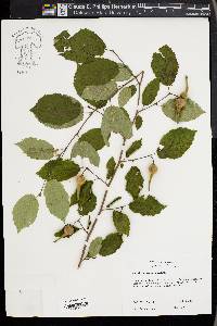 Corylus cornuta image