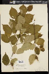 Corylus cornuta image