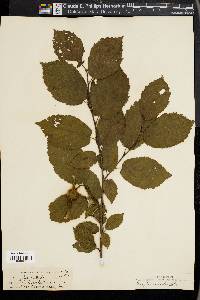 Corylus cornuta image